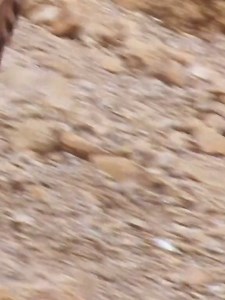 29K views · 361 reactions | Ibex Fight  .. .. .. .. .. . #ibex #karakoramwonders #gilgitbaltistantourism #gilgitbaltistan #karakoram | Mosafir | Facebook