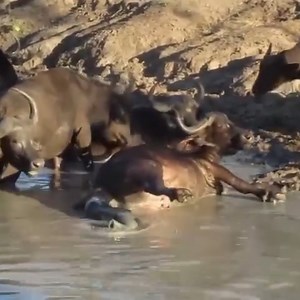 Heartbreaking clip of baby water buffalo born in a water hole and dying upon birth. 😱 | Mano Firme