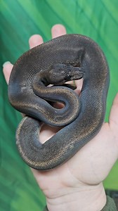 🌈🖤🌈🖤🌈🖤🌈🖤🌈🖤🌈🖤🌈🖤🌈🖤🌈 We showed you the Brazilian Rainbow boas with its iridescence a few days ago.....but have you ever seen a royal python with iridescence 🌈 This stunner is a female super mahogany royal python 🖤🌈 | Lincoln reptile and pet centre ltd
