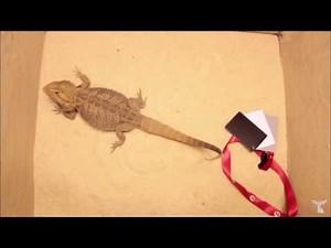 Bearded Dragon responds to different coloured sand