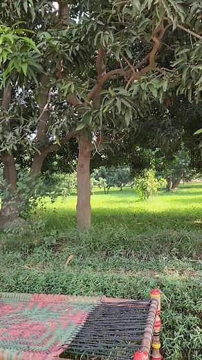 So Soothing to Sit under Mango Tree ..Fragrance of Autumn in Air..(This Moment) | Nayyar Sajjad