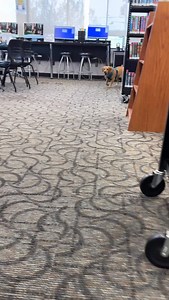 Take a break from studying and meet this good boy, Henry 🦮, in Teen Central tomorrow 3:15-4:15pm. We’ll also have a good girl, Vivian 🐩, available for pets at the same time. So come. Sit. And stay. And get some dog therapy 🐾 #sayvillelibrary #librariesofinstagram #libraries #sayville #library #librariesoflongisland #teencentral #librarylife #teensatthelibrary #dogtherapy #dogtherapy🐶 #dogs #dogsofinstagram | Sayville Library