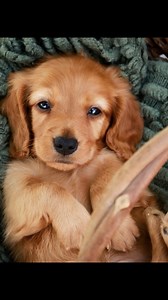 #Pawrade puppies = happy, healthy, and responsibly raised   #havanese #labradorretriever #minidachshund #minigoldendoodle #cockapoo #morkie #yorkie | Pawrade | Facebook