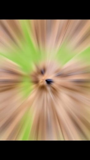 MEET HONEY BUTTER The sweetest little swirl of love you’ve ever seen. 8 weeks old. Female. Cavapoo (Cavalier x Poodle). Tiny. Cuddly. Practically perfect in every way. She’s got that “puppy eyes will ruin your productivity” energy, and she’ll be ready to go home in about a week and a half. Estimated adult weight: 15–25 lbs of pure joy. If you’ve been waiting for a sign… this is it. How to Adopt Honey Butter: 1. Fill out an application on our website 2. Send us photos of your yard home 3. Intervi