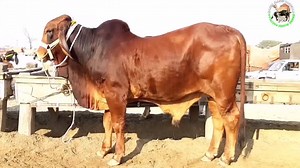 2020 ka Akhri week Kaisa Raha - Lahore Cow Mandi 2020 - Bakra Mandi Pakistan😍 | Bakra Mandi Pakistan