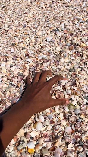 treasure hunting ☀️#fyp #seashells #summer #beach | displayshellco