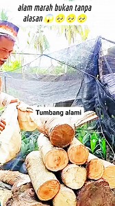 108K views · 2.2K reactions | Memang tumbang alami mba setelah itu kan di potong pakai alat senso tidak mungkin kalau di potong pakai tangan sendiri藍 #reels #jangkauanluas #fyp #fbpro #semuaorang #worship #holidayevent #digitalcreator | Safroniey Hilya Zahrani | Facebook