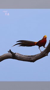 863K views · 60K reactions | A golden pheasant is spotted at a wetland. 閭謹 | Across Inner Mongolia | Facebook