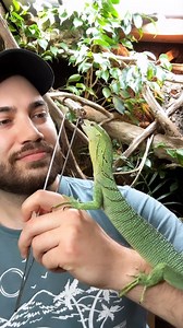 Sabzi and Basil, my green tree monitor lizards (Varanus prasinus), enjoy gut-loaded discoid cockroaches, one of the few feeder cockroaches legal to produce/use as reptile food in Canada. As you can see, they are pretty acrobatic at feeding time! • #treemonitor #varanusprasinus #reels #viral #instagram #pet #animal #reptiles #varans #greentreemonitor #sabzithegreentreemonitor #reptiliatus #monitorlizard #lizard #pets #eating #feeding #cockroach #discoidroach #insect #asmr #eatingasmr #reptiles #r