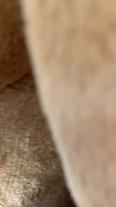 The cutest Basset Hound ever at Yates & Hagan! #yatesandhagan #shopyatesandhagan #jellycat #jellycatlondon #stuffies #lovie #puppies #jellycatsofinstagram #jellycatdog #haul #jellycatpuppy #randle #goldenretriever #tilly #poodle #georgiana #lakelandfl #lakelandflorida | Yates & Hagan