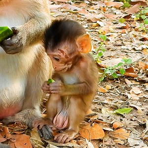 Lucky Baby Monkey To Got Cucumber For Eating Look Lovely Eat | Entertainment Story