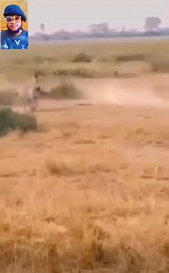 Lion attacked zebra kid badly #highlightseveryone #viralreels #hightlighteveryone #animals #facebookviral #funnyvideos #viralreelsfb #wildlife #fyp #fypシviralシ2024 | Bigshow Comedies