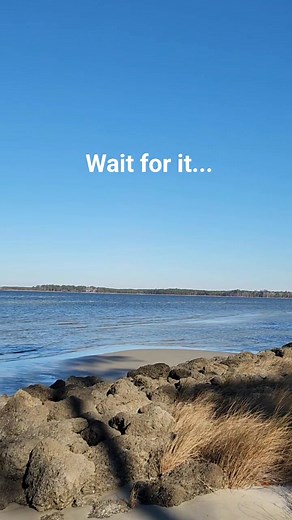 When a sandpiper photobombs your beach video! 🤣🤣🤣 #beach #beaches #beachlife #birds #birdwatching #birdlovers | Why Beaufort NC