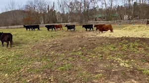 No stopping at the hay pile … 😂✅ | Cowgirl Up Ranch NY