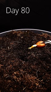 39K views · 431 reactions | Monstera Deliciosa and Nectarine Tree from Seed! #timelapse | Interesting as FCK | Facebook