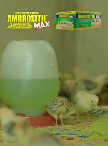 Sa Wildcreek Gamefarm, Kasama ni Sir Leo Enriquez ang Ambroxitil Max sa Brooding Management ng kanilang mga alagang sisiw! Pagdating sa Sipon, Pisik, Halak, at Lagnat! Max Sisiw yan sa Ambroxitil Max! Iwasan ang iba’t-ibang klase ng sakit! Siguraduhin natin ang ating mga gamot ay REHISTRADO - PROTEKTADO! #TatakExcellence #SubokNaMagaling #ambroxitilmax #excellencealeague | Excellence A-League