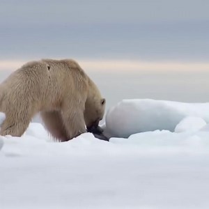 Hungry Polar Bear Ambushes Seal_#polarbear #animals #wildlife | Animal Channel Videos