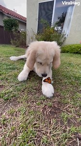 Precious 🐶❤🦋 #viralhog #puppy #butterfly #cute | ViralHog