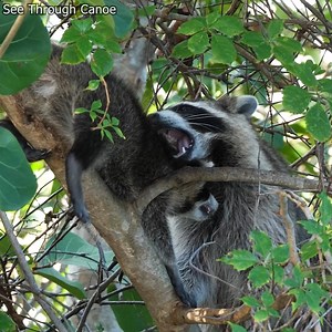 4.8K views · 150 reactions | Baby Raccoon decides to climb down on...