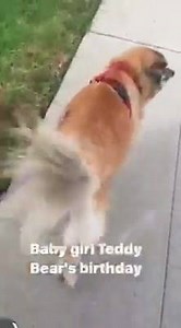 1.3K views · 144 reactions | The pretty Fluff ball baby girl Teddy Bears bday is today & we are off to her favorite place. The beach & then lunch at The Counter Marina Del Rey , to my friends and fans. What are some fun things you have done with your pups to celebrate the unconditional love they give. Post pics in the comment section below | Mike O'Hearn | Facebook