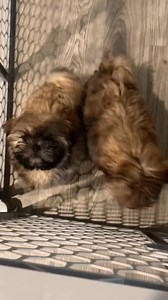 shih zu puppies | My Shih tzu world