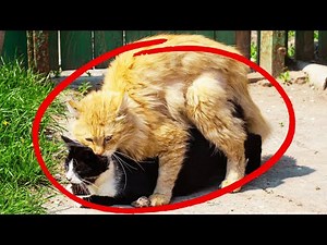 How Cats Make Babies - Everything About Cat Mating