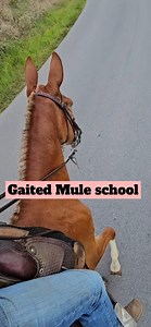 She hittin a lick or nah? . . . . . . . . #goodmule #gaitedmule #strokin #gaited #mulegirl #mulesrule #kentucky | Amber Ashburn