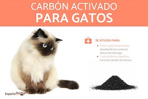 CARBÓN ACTIVADO para GATOS - Usos y dosis