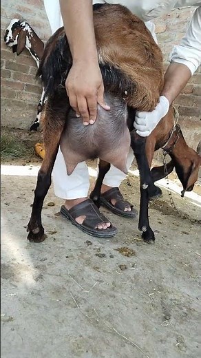 Identify the Diagnosis| Goat Delivery| Mastitis Case | Udder Edema
