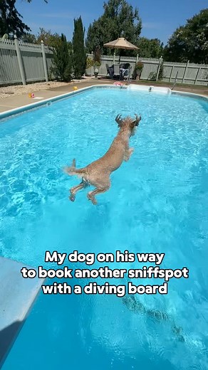 @sniffspot for the win! Use code Ryan_5off for $5 off your first booking #sniffspot #summerdog #labradoodle #dogreels #dogpool #dogfriendly Sniffspot | Thesemudderfluffers