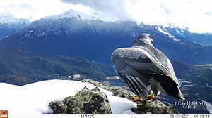 33 reactions | A beautiful Black-chested buzzard-eagle caught on...