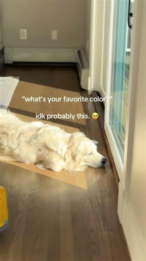 english cream x sunbathing ☀️ #goldenretriever #englishcreamgoldenretriever