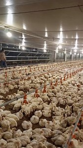 You don’t have a business keeping broilers for more than a maximum of 7 weeks. The feed conversion ratio tends to increase after the 7-week period. #broilers #farmers #agriculture #investment | Poultrycare.ng