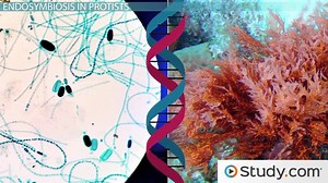 The Evolution of Protists: Importance & Evolutionary History