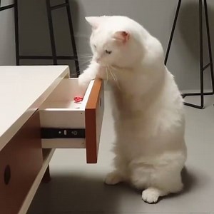 Mana mainan ku ya? Hihihi via: @munjiking (Instagram) | Kucing