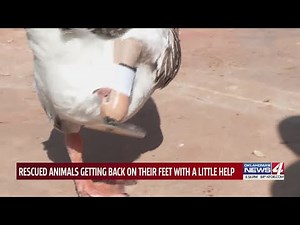 Oklahoma business helps goose missing foot and lamb missing leg get back on their feet
