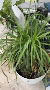 bad plant care PLANTERINA #indoorplants #plants #plantcare #planterina #homedecor #diy #fbreels #reels | Planterina