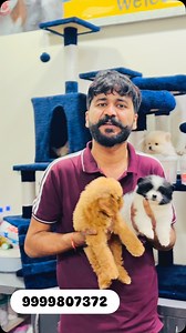 2.1K reactions · 36 shares | @pet_talk_with_uday_harry_ #toypom #toypoodlelove #teacup #petcare #petsagram #petlovers #petlovers #petlovers #petcare #petportrait | Bhullar enterprises | Facebook