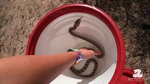 This gophersnake was called in as a rattlesnake; a very common mistake. | Rattlesnake Solutions