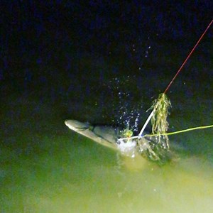 55K views · 90 reactions | Booking Trophy dates for Spring Now. 210-705-3107 We have gift Vouchers Available. Helicopter Hog hunts and Night Vision Thermal Hog hunts available. Www.extremebowfishing.com also offering Rod and reel trips for alligator gar. | Extreme Bowfishing | Facebook