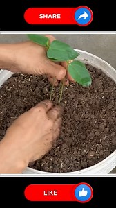 33K views · 182 reactions | Long Bean at Home  | Small Vegetable Garden | Facebook