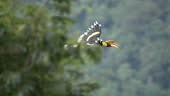 Video Scene Slow Motion of Great Hornbill flying In the Forest,...