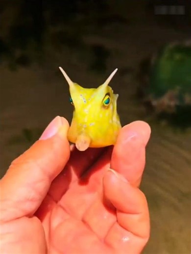 Cute Fish Turned Naughty 🐟😅💔