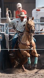 8.6K views · 8.2K reactions | A palomino portrait Slack @...