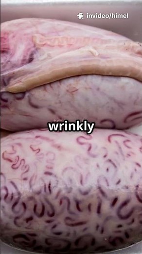 Understanding the Male Anatomy: Scrotum & Penis Explained