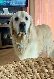 20K views · 4.3K reactions | Go AWAY SCARY PILLOW!  Bubbacini, Pillow Expert | Along Came Polly, Rosie and Bubba | Facebook