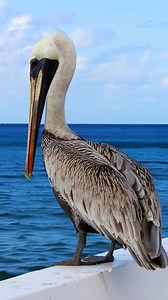 102K views · 2.1K reactions | นกกระทุง คือ สุดยอดนักล่าแห่งผืนน้ำ! ...