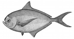 Pomfret - Alchetron, The Free Social Encyclopedia