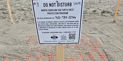 Loggerhead sea turtle nests marked on Holden Beach by Turtle Patrol