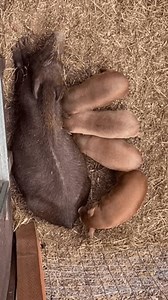 Piglets Nursing Mother Pig On Straw Stock Footage Video (100% Royalty-free) 3998730225 | Shutterstock